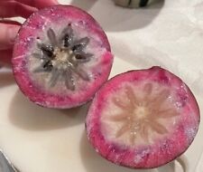 Purple Star Apple Caimito Seeds (Chrysophyllum cainito) Var. Purple 40+ Seeds for sale  Shipping to South Africa