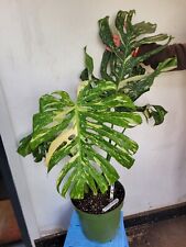MONSTERA THAI CONSTILLATION VARIEGATED 4 VERY LARGE FENSTERATED LEAVES 5 LTR POT for sale  Shipping to South Africa
