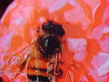 Honey bee 31 for sale  Lubbock