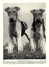 1930s Antique Fox Terrier Dog Print Petwick Courtesan & Cointreau 3601-L, used for sale  Charlottesville