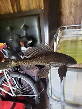 fish plecostomus for sale  Tampa