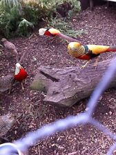 Red golden pheasant for sale  DYMOCK