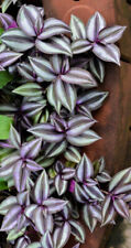 Tradescantia zebrina violet for sale  Ireland