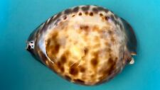 Used, ZOILA CYPRAEA THERSITES F+++ 85.4 MM for sale  Shipping to South Africa