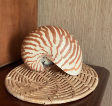 Natural chambered nautilus for sale  Shreveport