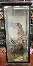 Taxidermy large bittern for sale  BOLTON