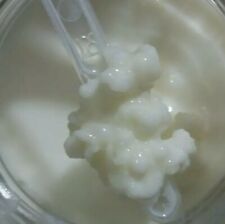 Kefir latte grani usato  Santa Maria Di Licodia