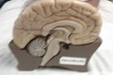 brain model for sale  BISHOP'S STORTFORD