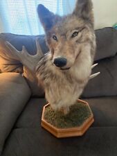 taxidermy wolf for sale  Ware