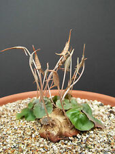 DORSTENIA BARNIMIANA @J@ rare succulents caudex exotic caudiciform seed 5 SEEDS, used for sale  Shipping to South Africa