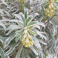 Euphorbia characias glacier for sale  IPSWICH