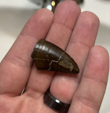 Tyrannosaurus rex tooth for sale  Billings