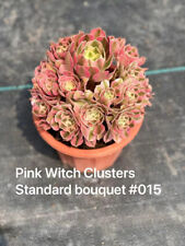 Aeonium pink witch for sale  Ireland