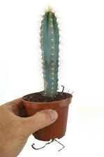 PILOSOCEREUS AZUREUS 17.5cm high very blue!!! A15 for sale  Shipping to South Africa