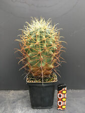 Ferocactus johnstonianus root for sale  Shipping to Ireland