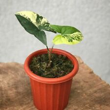 Used, Rare Plant Syngonium Yellow Variegated / Aurea with Free Phytosanitary for sale  Shipping to South Africa