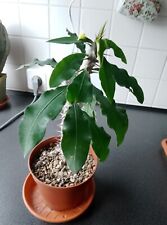 Euphorbia antafikiensis caudex gebraucht kaufen  Coswig