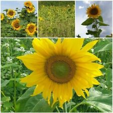 Sonnenblumen samen helianthus gebraucht kaufen  Frammersbach