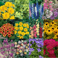 Cottage garden perennials for sale  PETERBOROUGH