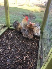 Pekin frizzle smooth for sale  LAMPETER