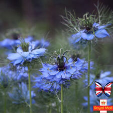 Nigella 100 seeds for sale  UK