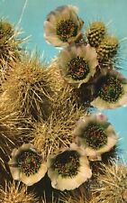 Vintage Postcard 1968 Jumping Cholla Opuntia Bigelovii Dangerous Desert Cactus for sale  Shipping to South Africa