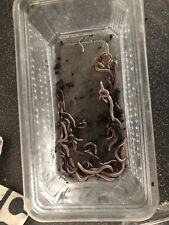 10 Giant olive Millipede Small Juveniles, used for sale  GUISBOROUGH