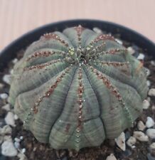 Vaso euphorbia obesa usato  Foligno