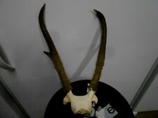 Tall pronghorn antelope for sale  Florence