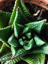 Haworthia limifolia spiralis - vase Ø 9 for sale  Shipping to South Africa