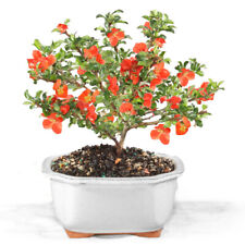 Red quince bonsai for sale  Olive Branch