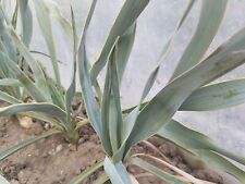 yucca plant for sale  Shipping to Ireland