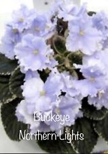 African violet buckeye for sale  Portage