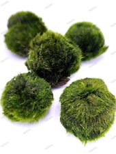 Free 4cm marimo for sale  KETTERING