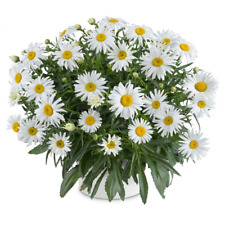 Shasta daisy lucille for sale  Gate City