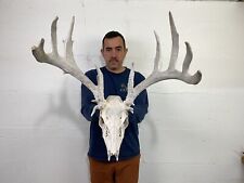european mount deer skull for sale  Delphos