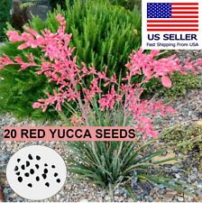 Red yucca seeds for sale  Apple Valley