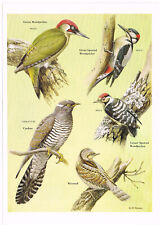 Cuckoo wryneck woodpecker for sale  DEREHAM