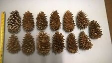 Pine cones christmas for sale  HERNE BAY
