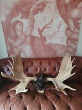 Huge taxidermy moose for sale  KINGSWINFORD