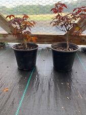 red bonsai tree for sale  Louisburg