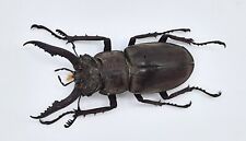 Lucanus vitalisi, A1, 45mm, #LL40, used for sale  Shipping to South Africa