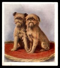 Godfrey phillips puppies for sale  HUNTINGDON