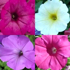 2000 petunia seeds for sale  Greenville