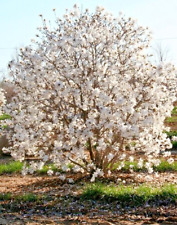 Star magnolia magnolia for sale  Mcminnville