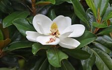 magnolia grandiflora d'occasion  Sabres