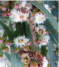EUCALIPTO rojo -  Eucalyptus camaldulensis  600 semillas - seeds  comprar usado  Enviando para Brazil