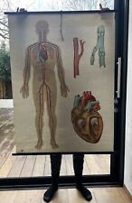 Vintage german anatomical for sale  LONDON