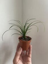 Ponytail palm beaucarnea for sale  Winter Garden