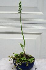 Drimiopsis maculata drimia scilla Bulb Kusamo Plant for  Bonsai cactus succulent for sale  Shipping to South Africa